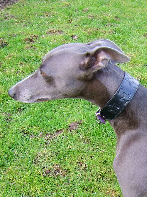 Roo in a star buckle collar